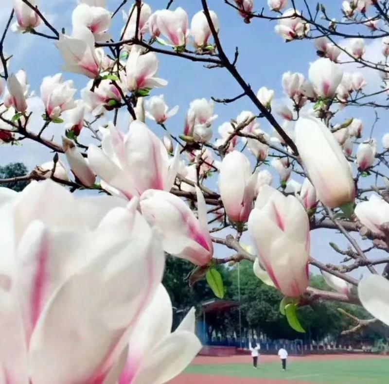 成都市盐道街中学外语学校校园风采