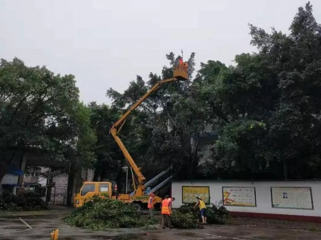 内江铁路中学利用暑假修剪行道树枝