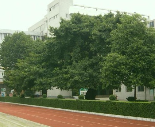 成都石室锦城外国语学校2019年统招计划