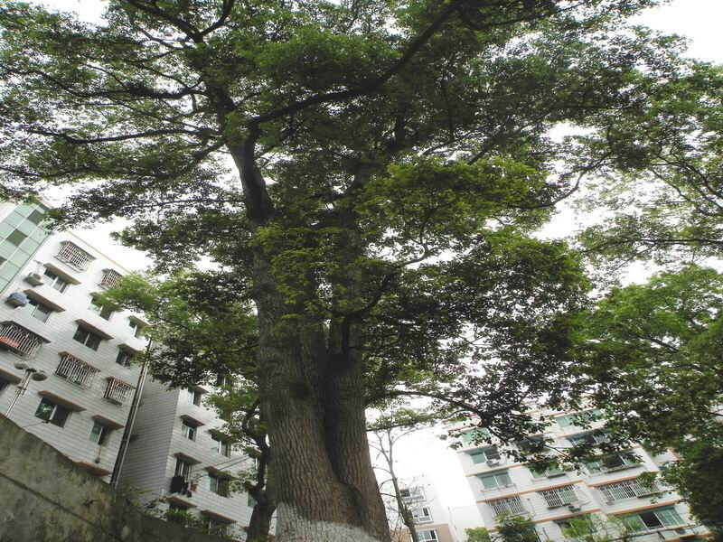 泸县第一中学2018年招生简章