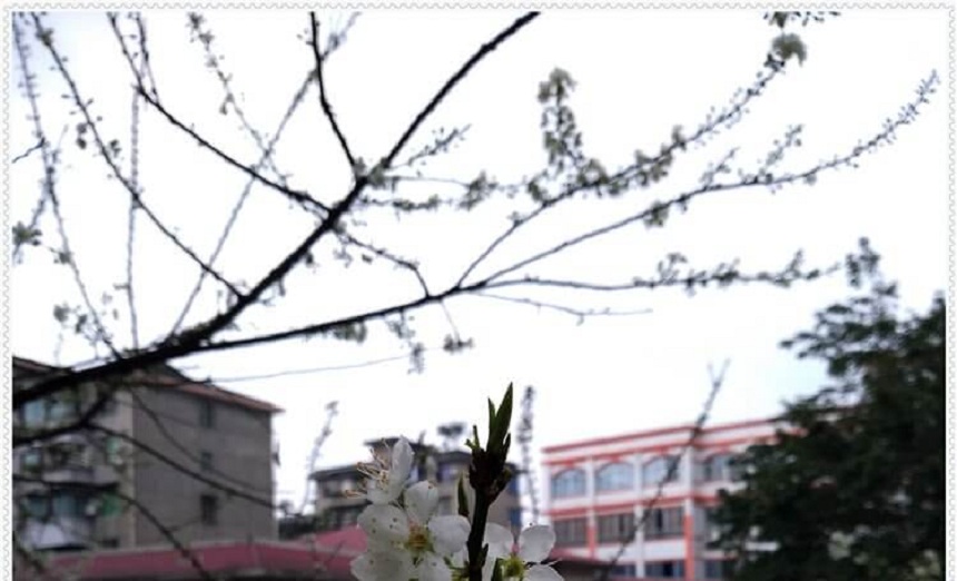 洪雅中学2018年招生分数