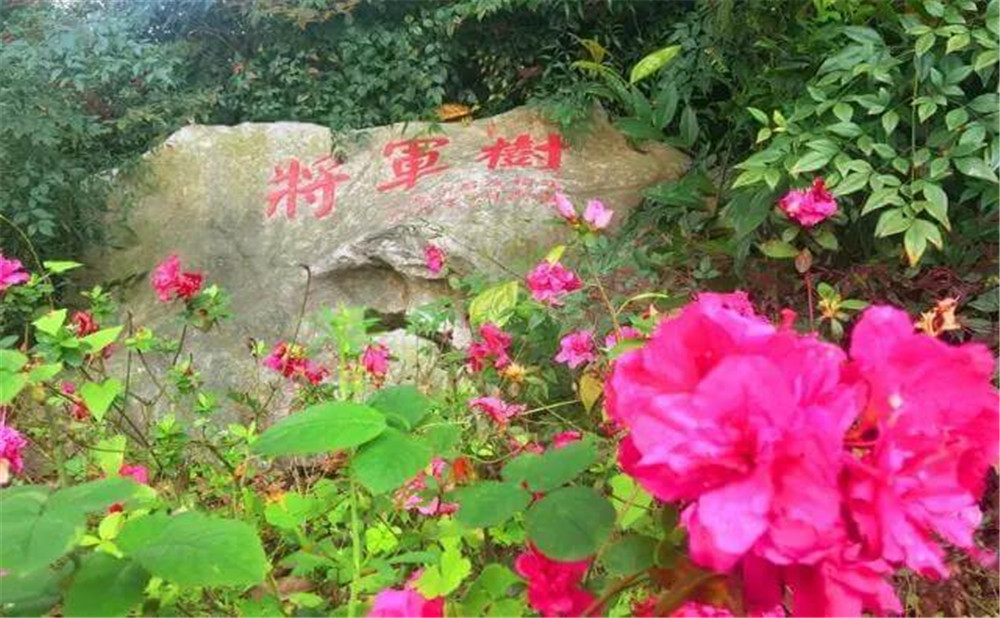 遂宁中学外国语实验学校的环境怎么样?