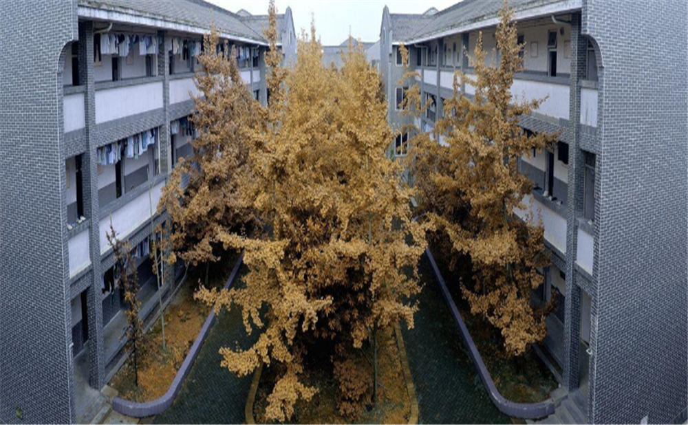 安仁中学高中部的录取分数是多少？