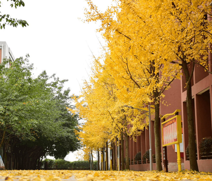 电子科技大学实验中学2019年中考录取分数线是多少？