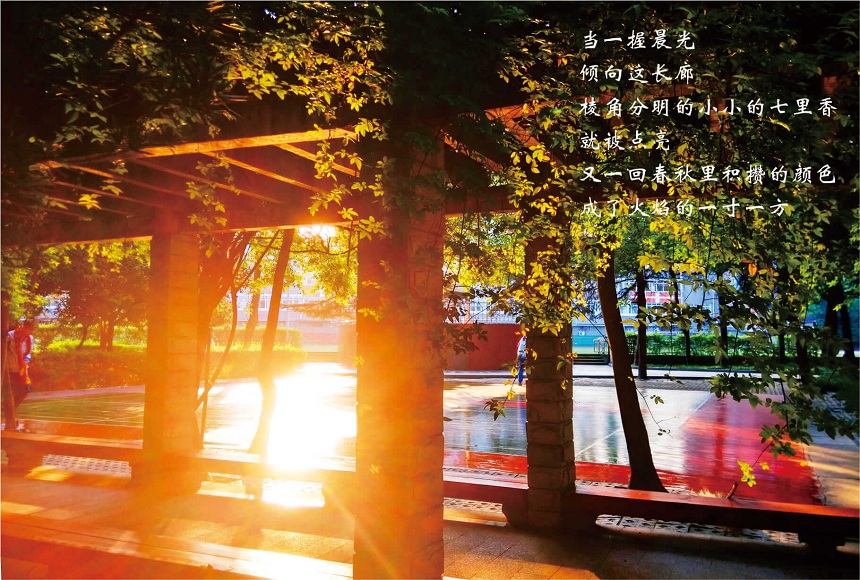 成都七中高新校区2019年中考分数线是多少？